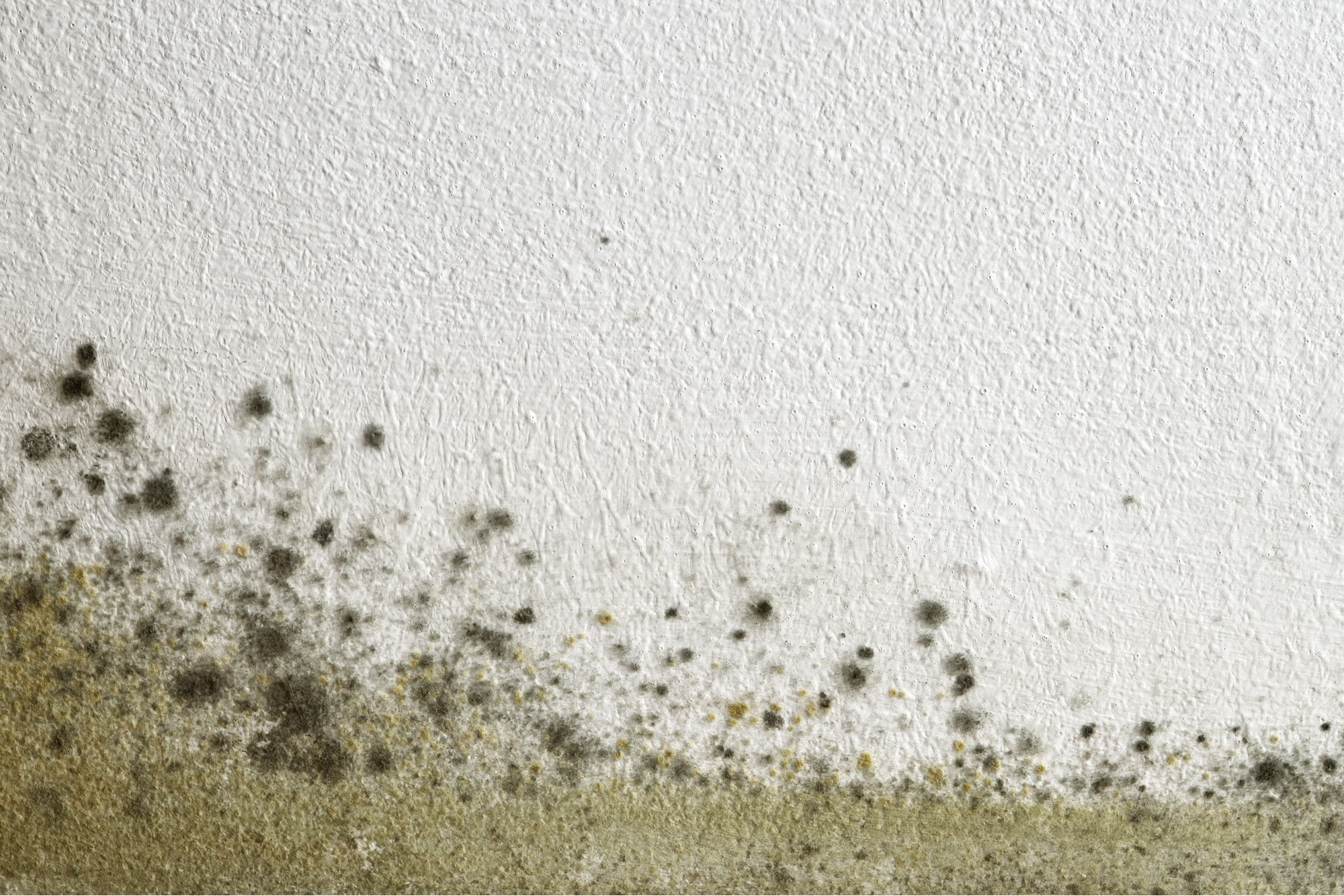 mold-slide-2
